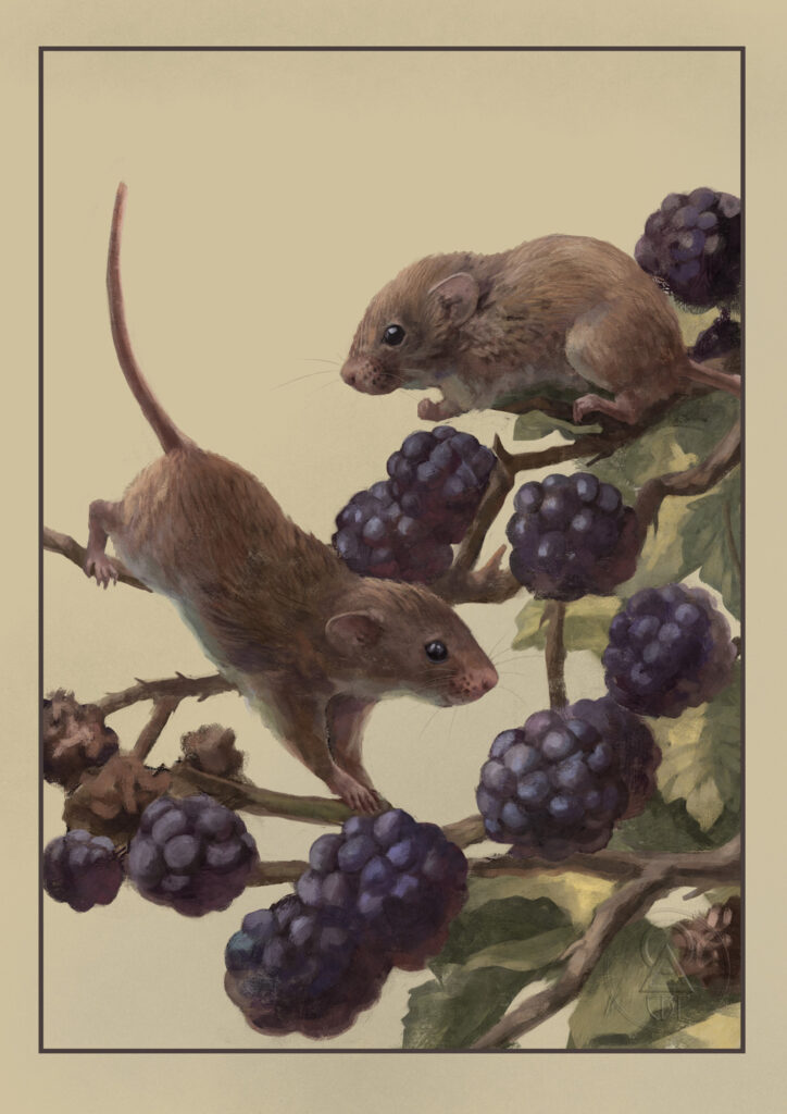 оризищни мишки, дигитална научна илюстрация от станислава върбанова, rodent illustration by stanislava varbanova, scientific illustration, animal digital painting